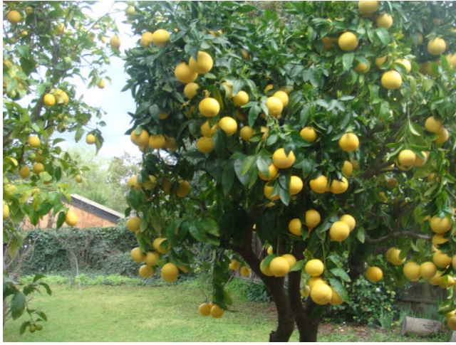 Seedless Lemon Plant